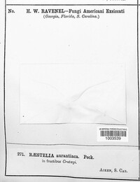 Roestelia aurantiaca image